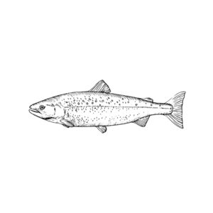 Speckled Trout