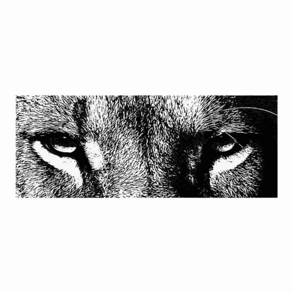 King's Stare