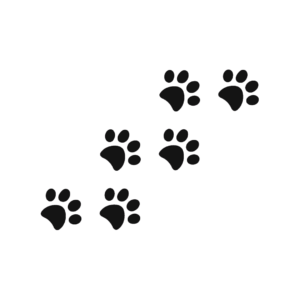 Canine